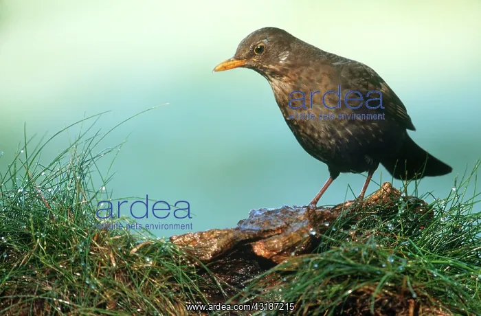 : Common Blackbird : Common Blackbird
