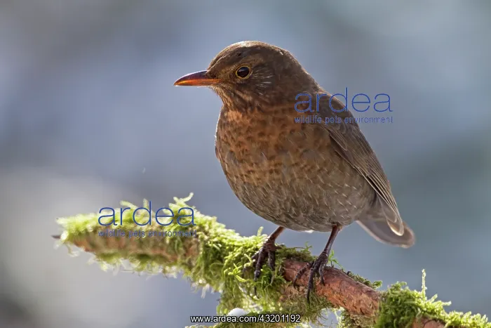: Common Blackbird : Common Blackbird