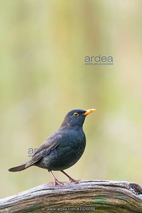 : Common Blackbird : Common Blackbird
