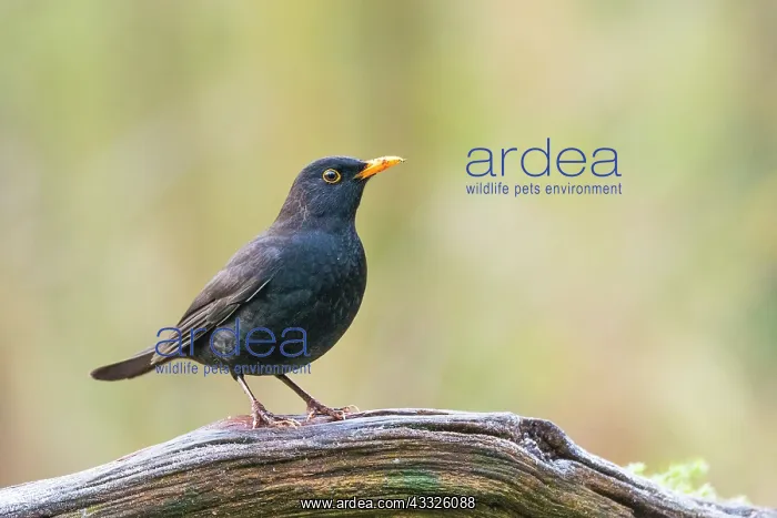 : Common Blackbird