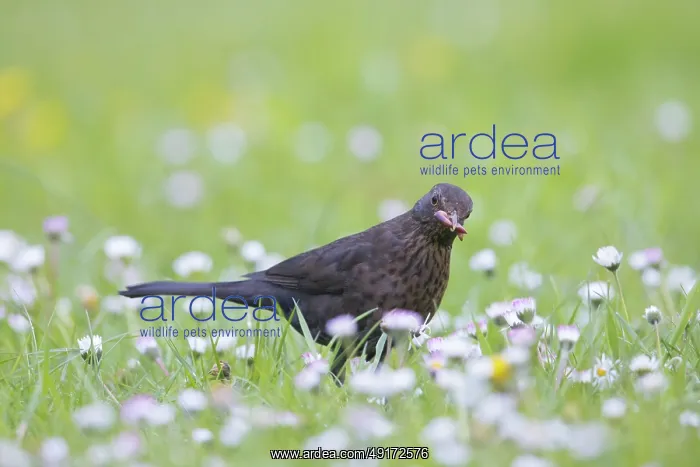 : Common Blackbird female : Common Blackbird female