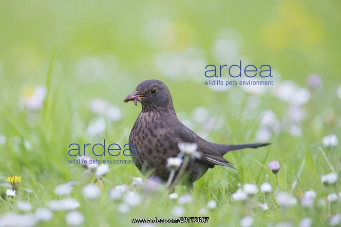 : Common Blackbird female : Common Blackbird female