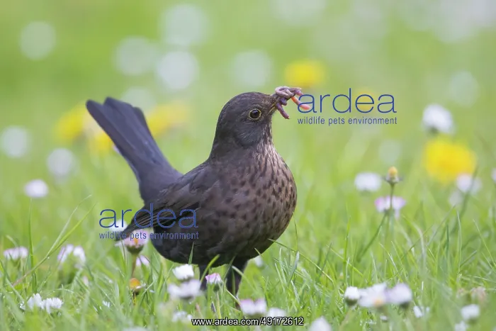 : Common Blackbird female : Common Blackbird female