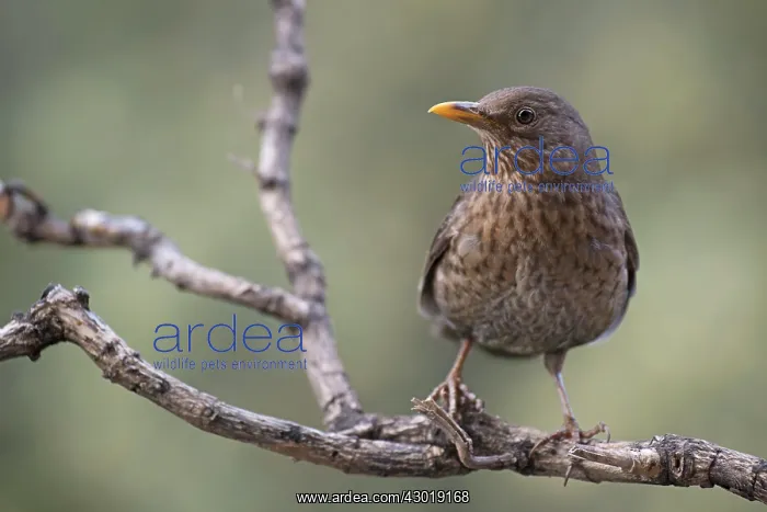  : Common Blackbird female on branch