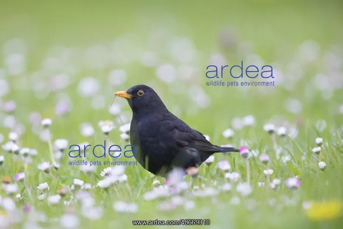 : Common Blackbird male 29 : Common Blackbird male 29