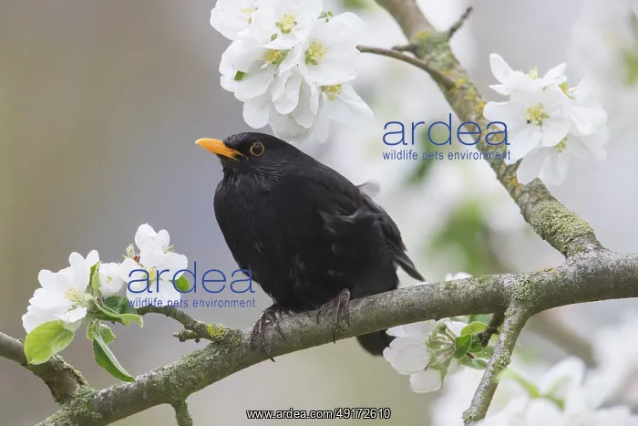 : Common Blackbird male : Common Blackbird male