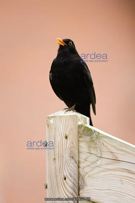 : Common Blackbird - Male singing from fencepost : Common Blackbird - Male singing from fencepost
