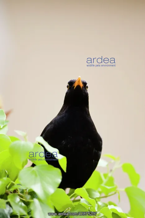 : Common Blackbird - Male standing among ivy. Face-on : Common Blackbird - Male standing among ivy. Face-on