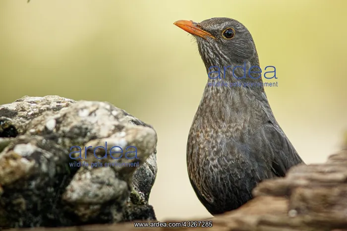 : Common Blackbird (Turdus merula) - female portrait : Common Blackbird (Turdus merula) - female portrait