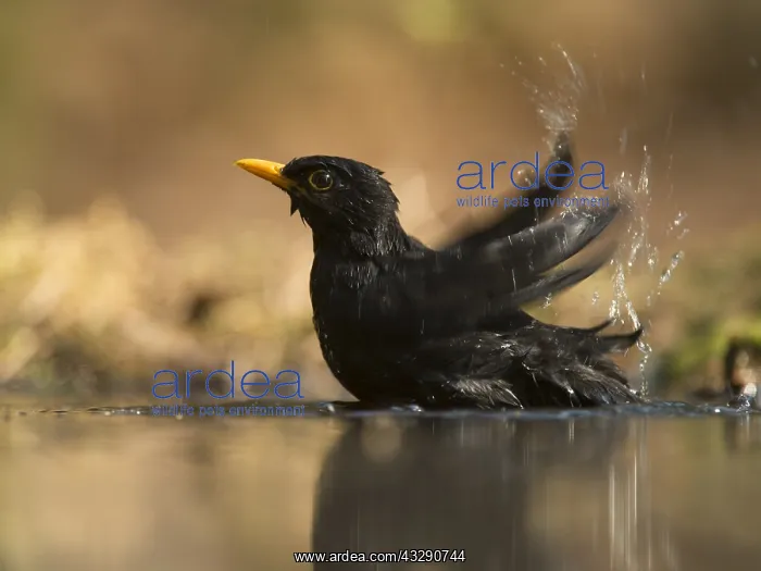 : Common Blackbird (turdus merula) male bathing i : Common Blackbird (turdus merula) male bathing i