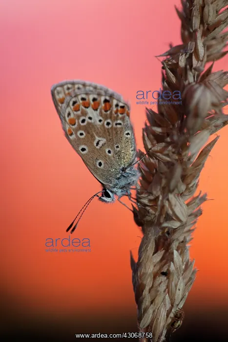 : Common Blue : Common Blue