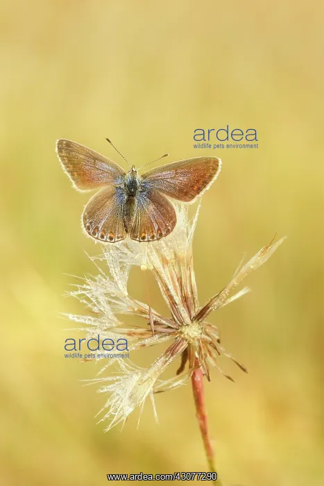 : Common Blue : Common Blue