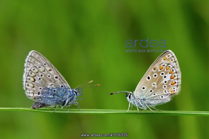 : Common Blue : Common Blue