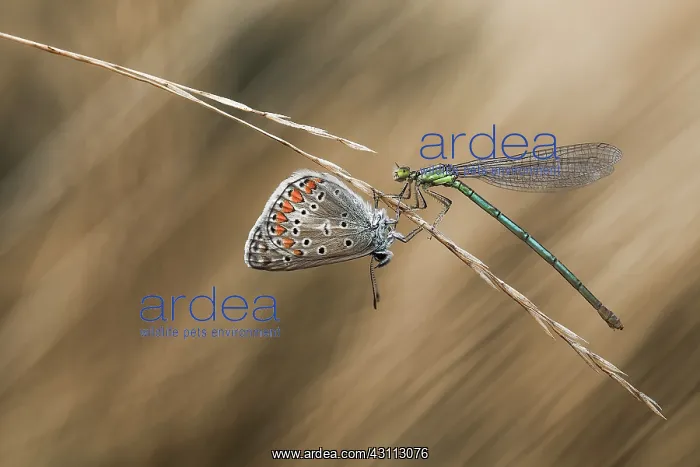 : Common Blue : Common Blue