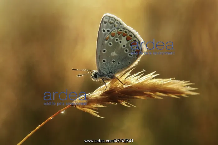 : Common Blue : Common Blue
