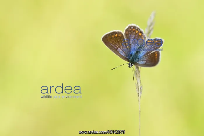 : Common Blue : Common Blue
