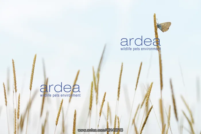 : Common Blue : Common Blue