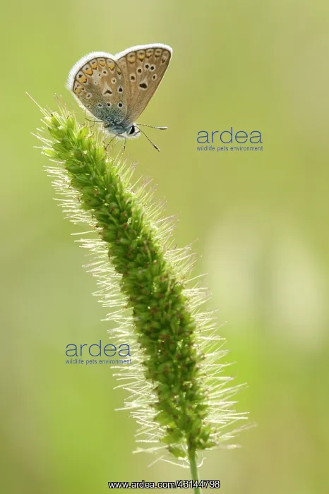 : Common Blue : Common Blue
