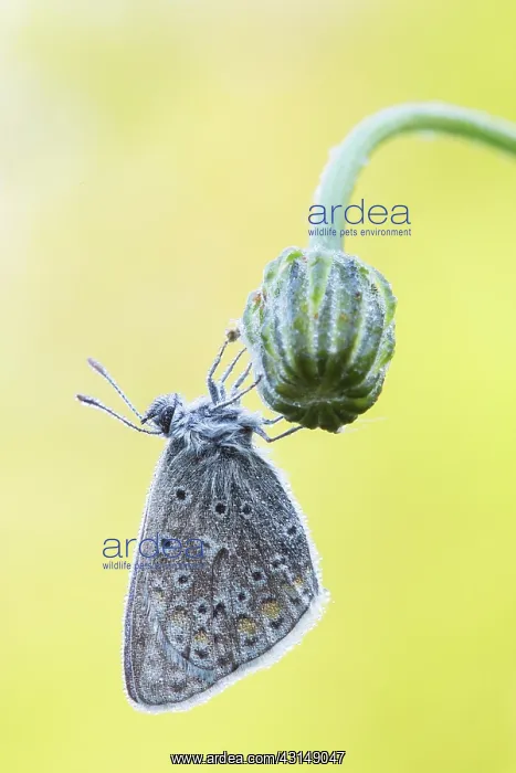 : Common Blue : Common Blue