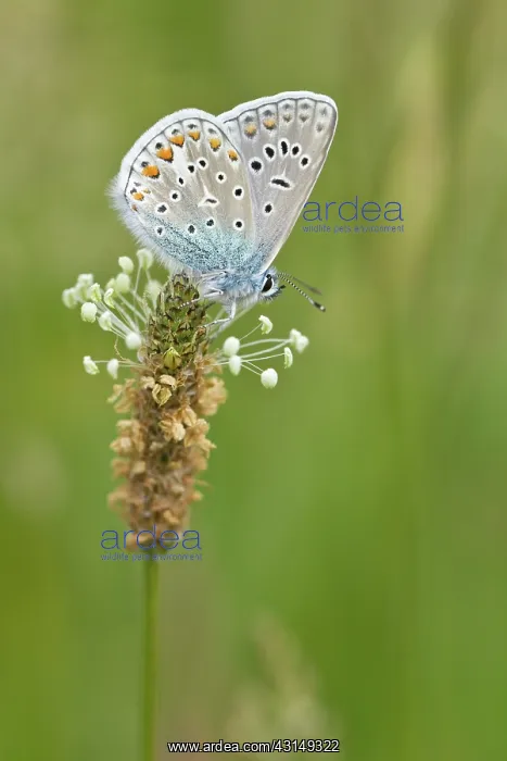: Common Blue : Common Blue
