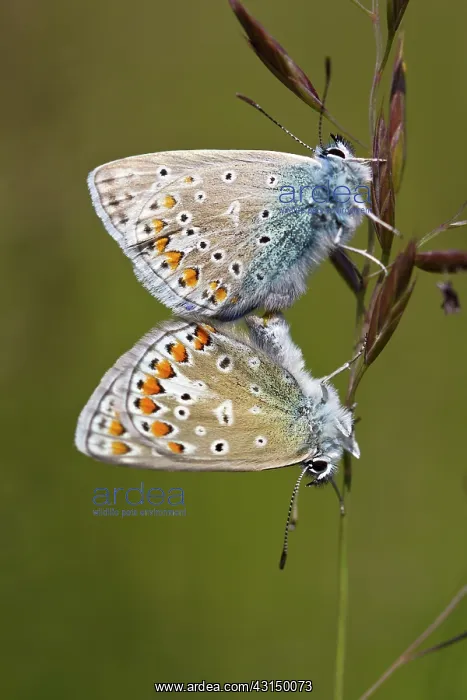  : Common Blue