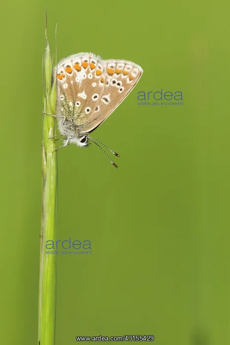 : Common Blue : Common Blue