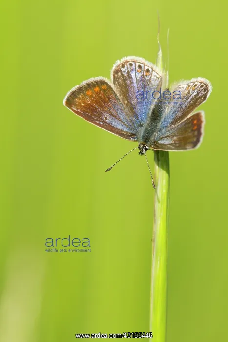 : Common Blue : Common Blue