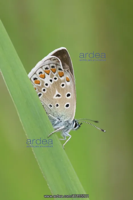 : Common Blue : Common Blue