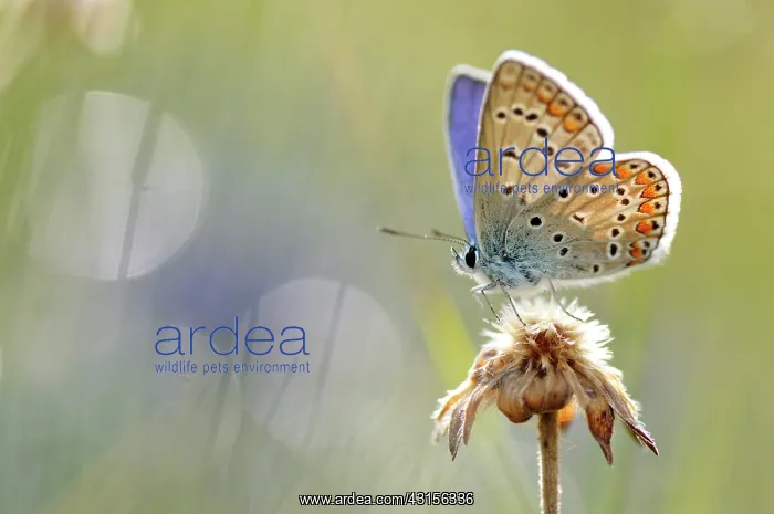 : Common Blue : Common Blue