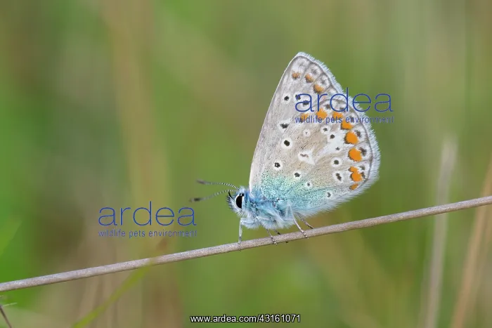 : Common Blue : Common Blue