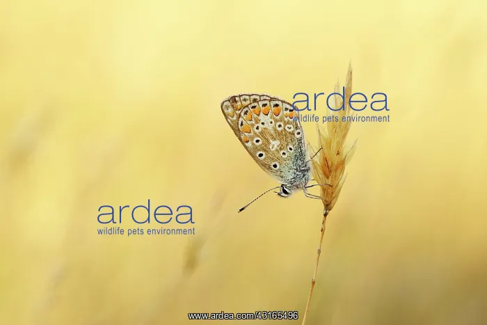 : Common Blue : Common Blue