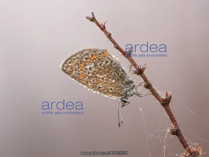 : Common Blue : Common Blue