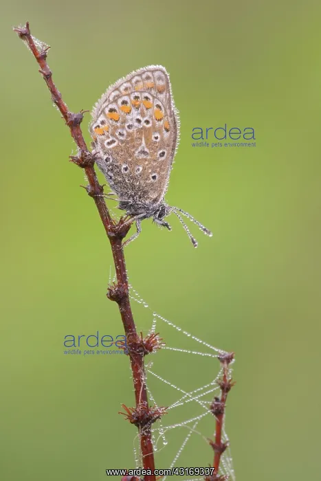 : Common Blue : Common Blue