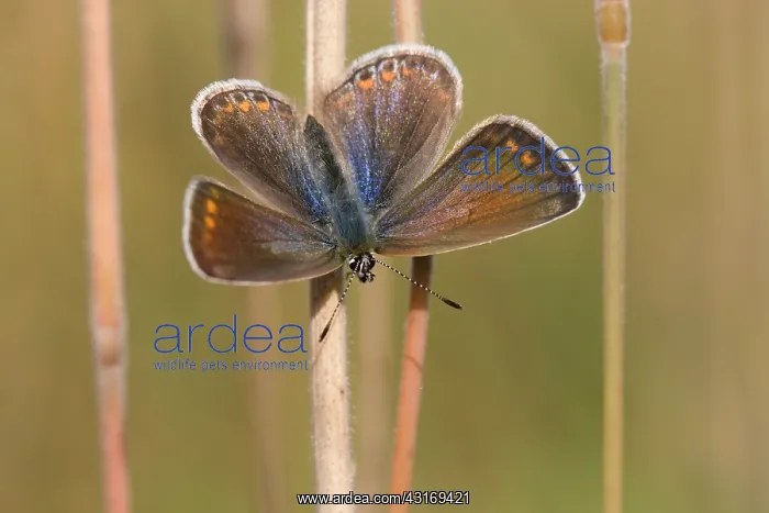 : Common Blue : Common Blue