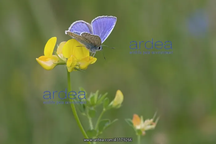 : Common Blue : Common Blue