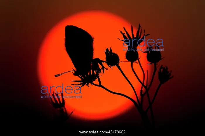 : Common Blue : Common Blue