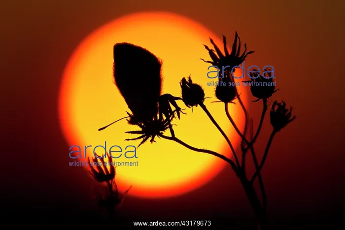 : Common Blue : Common Blue