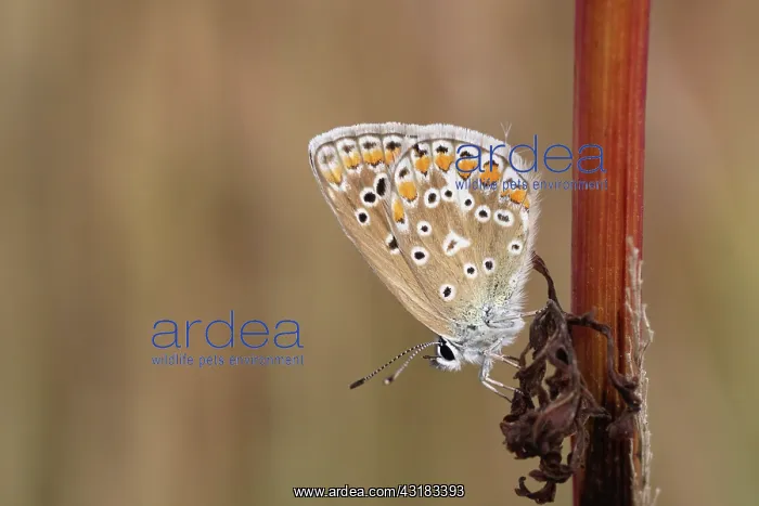 : Common Blue : Common Blue