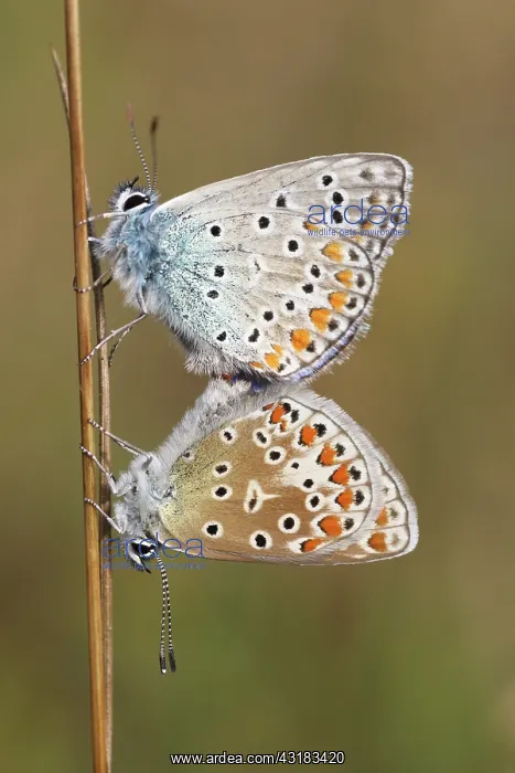 : Common Blue : Common Blue