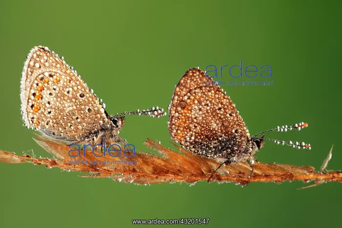 : Common Blue : Common Blue