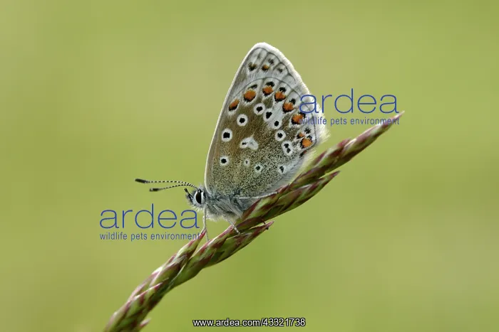 : Common Blue : Common Blue
