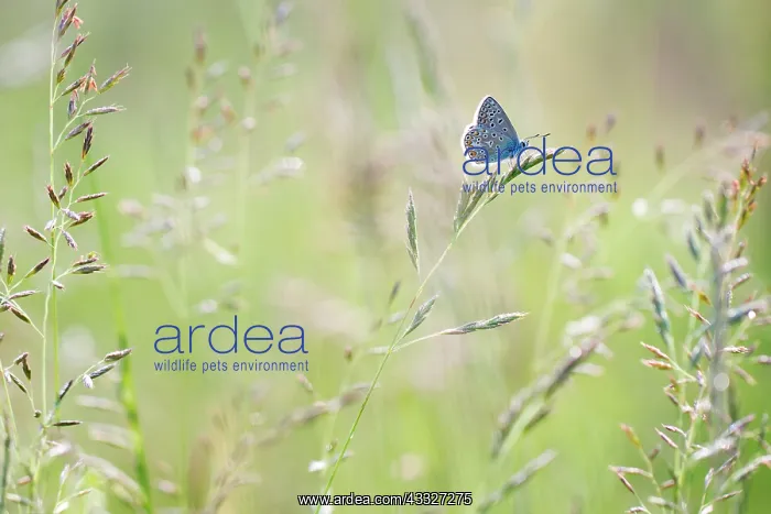 : Common Blue : Common Blue
