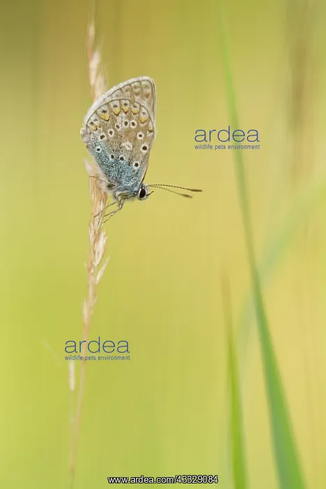 : Common Blue : Common Blue