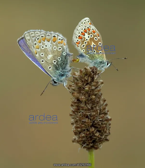 : Common Blue Butterflies - male and female mating : Common Blue Butterflies - male and female mating