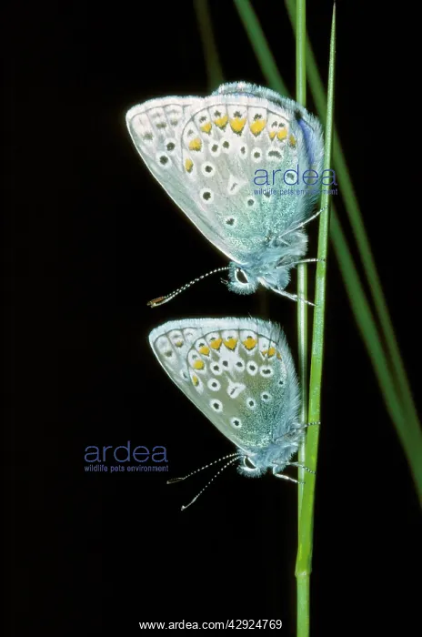 : Common Blue BUTTERFLIES - pair : Common Blue BUTTERFLIES - pair