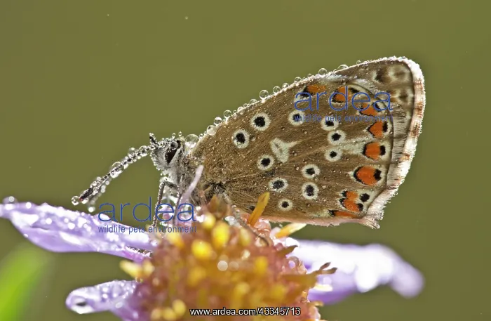 : Common Blue Butterflies - perched on European Michaelmas : Common Blue Butterflies - perched on European Michaelmas