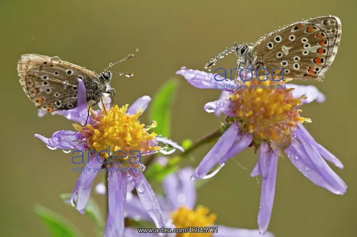 : Common Blue Butterflies - perched on European Michaelmas : Common Blue Butterflies - perched on European Michaelmas