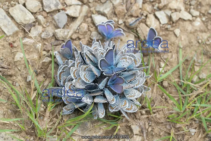  : Common Blue - many butterflies on wet soil - Germany