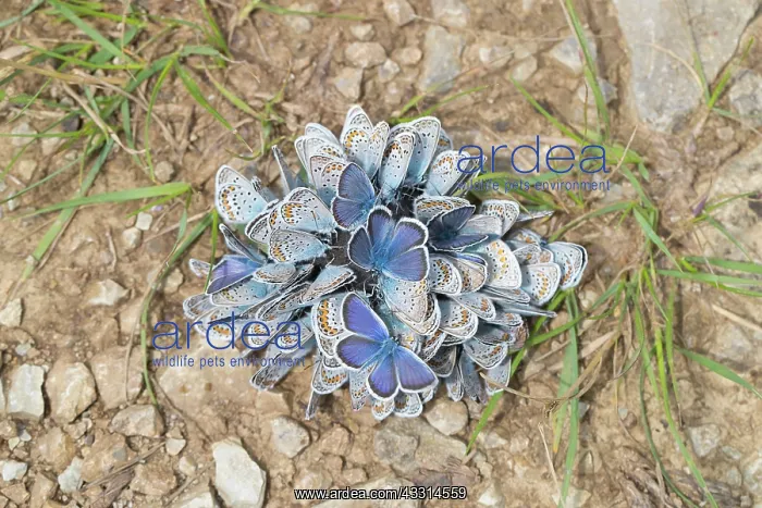 : Common Blue - many butterflies on wet soil - Germany : Common Blue - many butterflies on wet soil - Germany