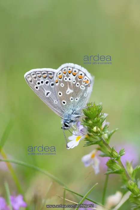 : Common Blue Butterfly - on Eyebright flower : Common Blue Butterfly - on Eyebright flower
